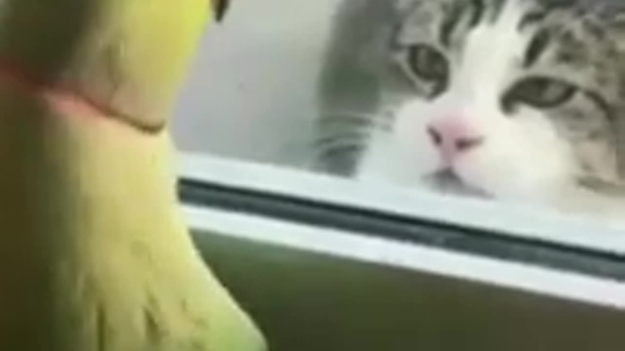 funny parrot