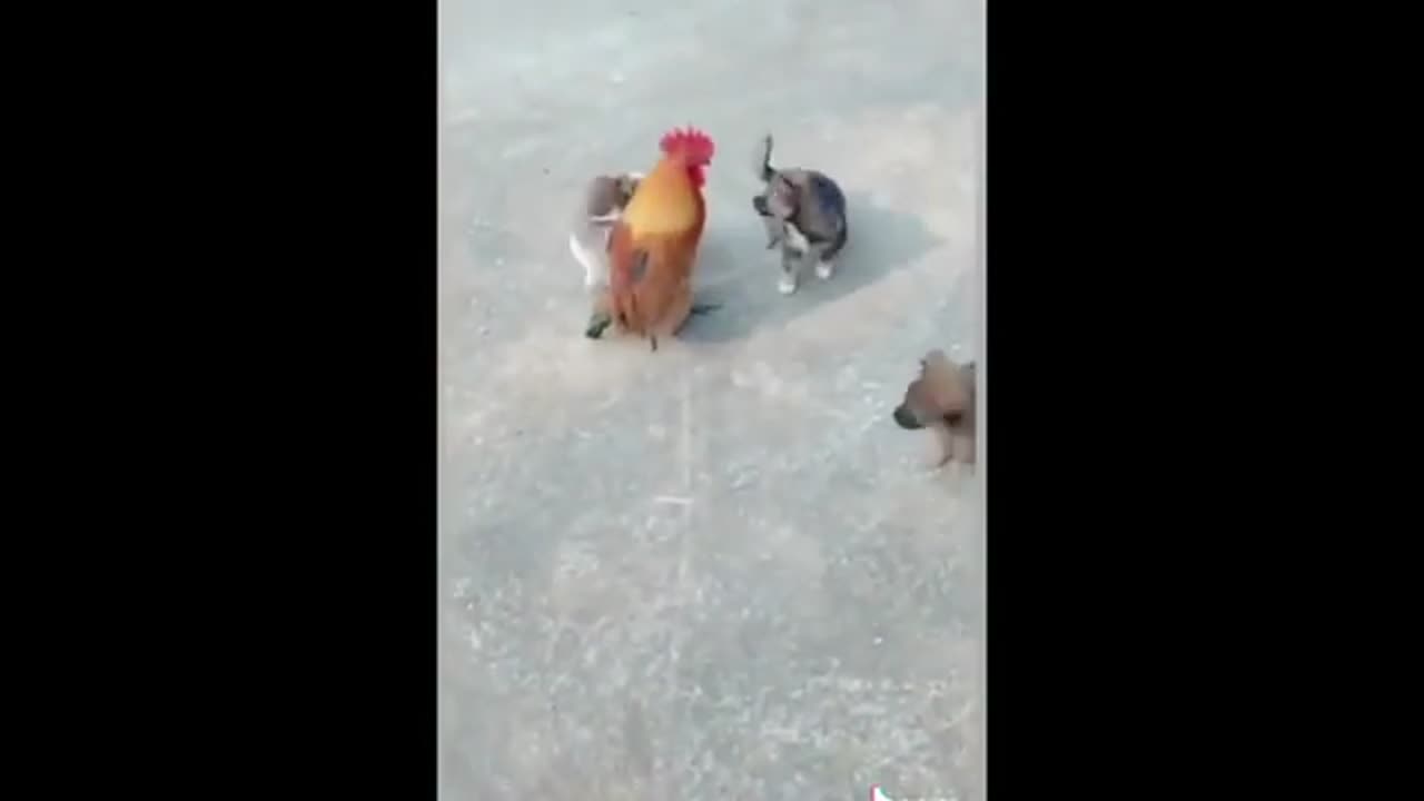 Dog vs Chicken funny video