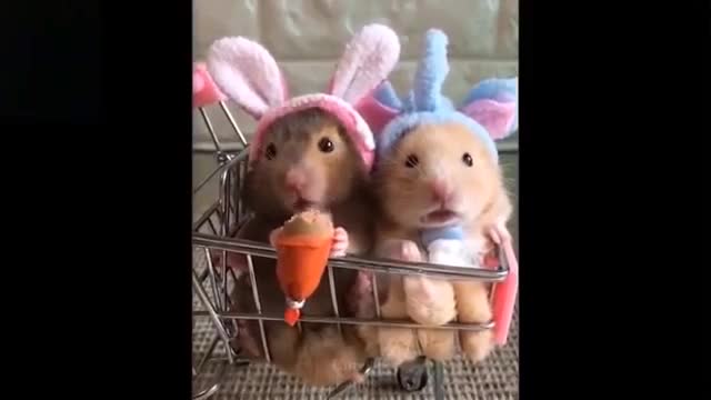 Cute and funny animals. Try Not To Laugh At These Animals Compilation