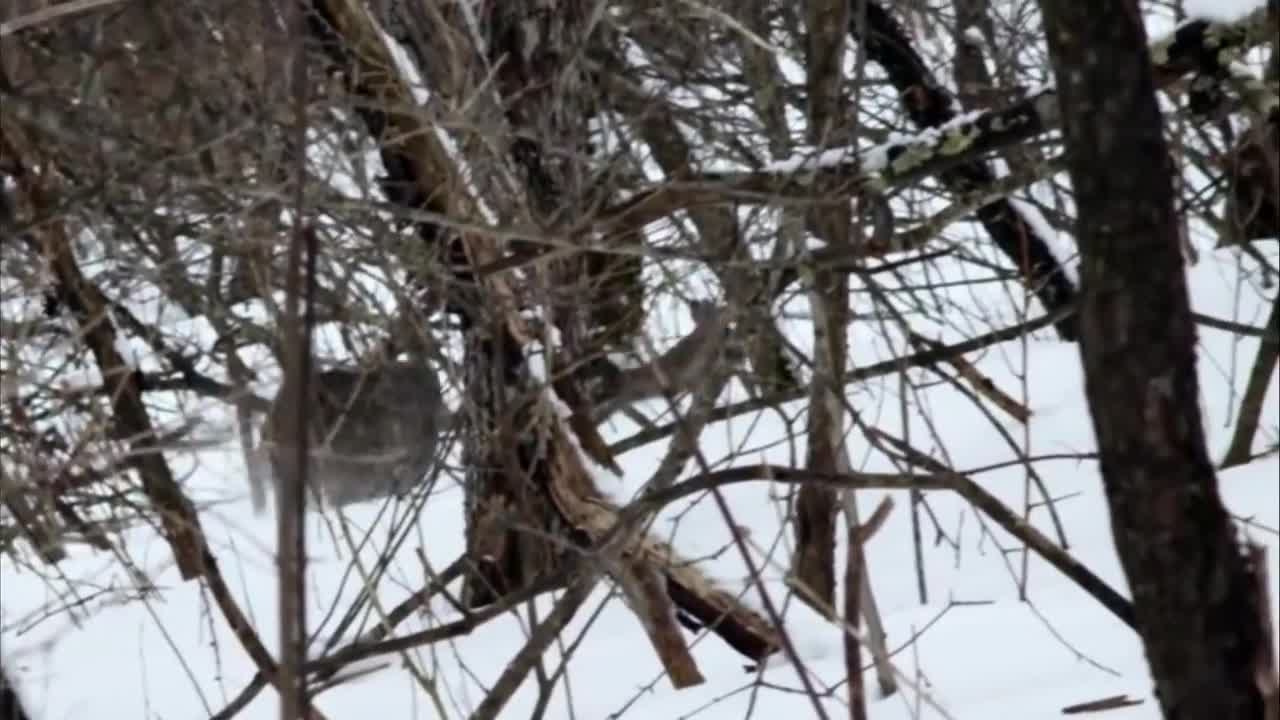 Most Amazing Lynx Bobcat Hunting Skills Attack Compilation