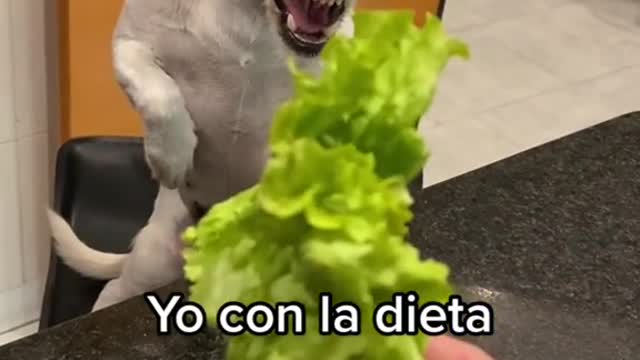 My dog didn't like the joke