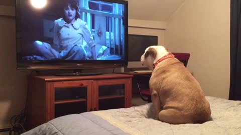 👻Bulldog watches a horror movie, does something incredible during a scary scene👻