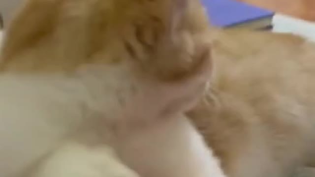 funny cat 🤣#shorts #funnycats #cats