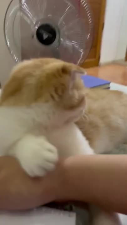 funny cat 🤣#shorts #funnycats #cats