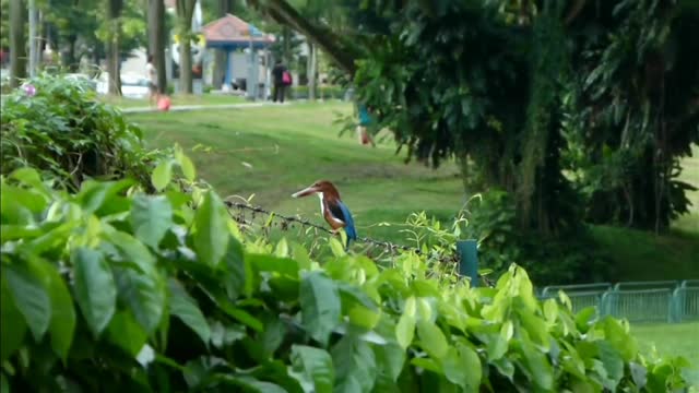 Beautiful bird sound