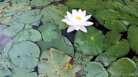 Water Lily