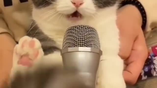 Cute Cat Singing Funny 🤣