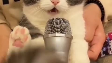 Cute Cat Singing Funny 🤣