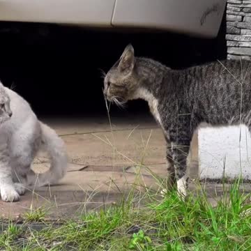 Two real cat fight compilation videos 2021