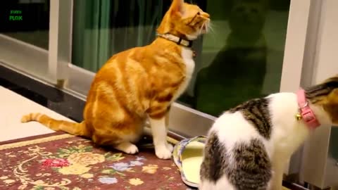 Funniest cats video