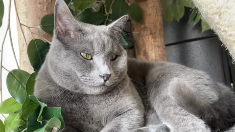 Black sitting cat