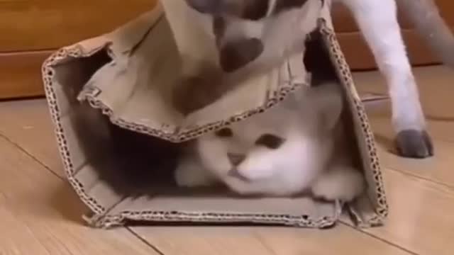 Funniest Cat Videos