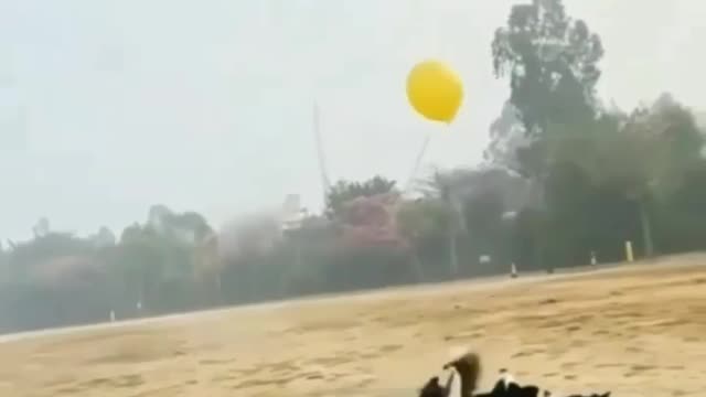🐶Dog's🐶 play with balons