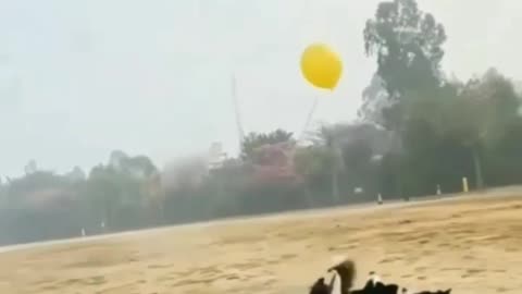 🐶Dog's🐶 play with balons