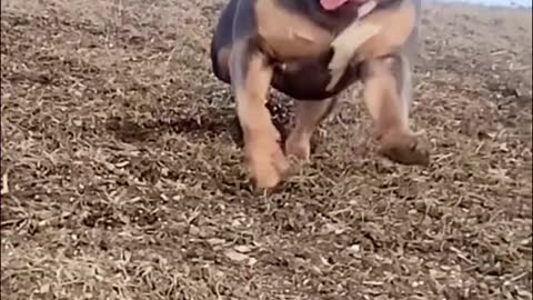 Healthy dogs tips