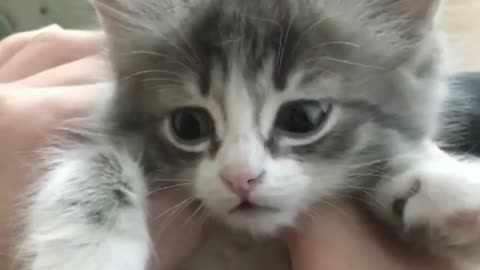 cute and funny cat