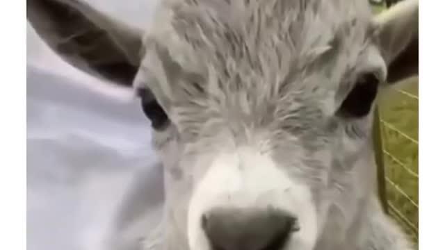 funny animals videos 1