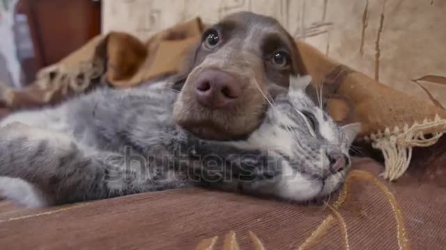 cat and a dog are sleeping together funny video. cat and dog friendship indoors