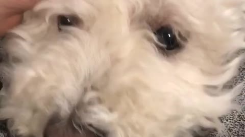 White dog in between owners leg scared of rain