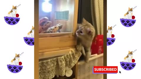 Best Funny Videos Cats New