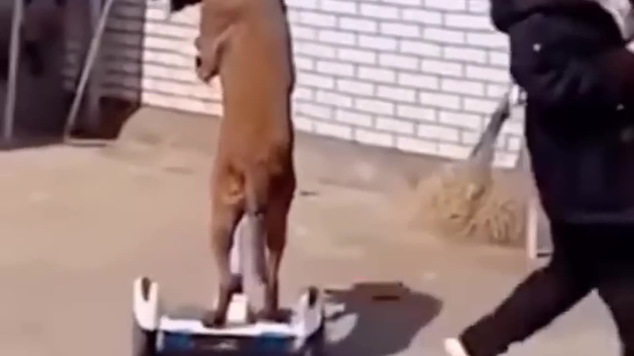funny video