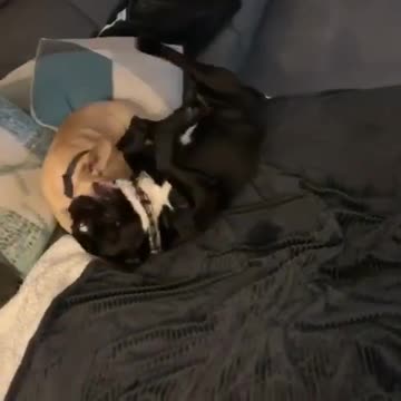 Little bro frenchie puppy pushes big bro off couch!