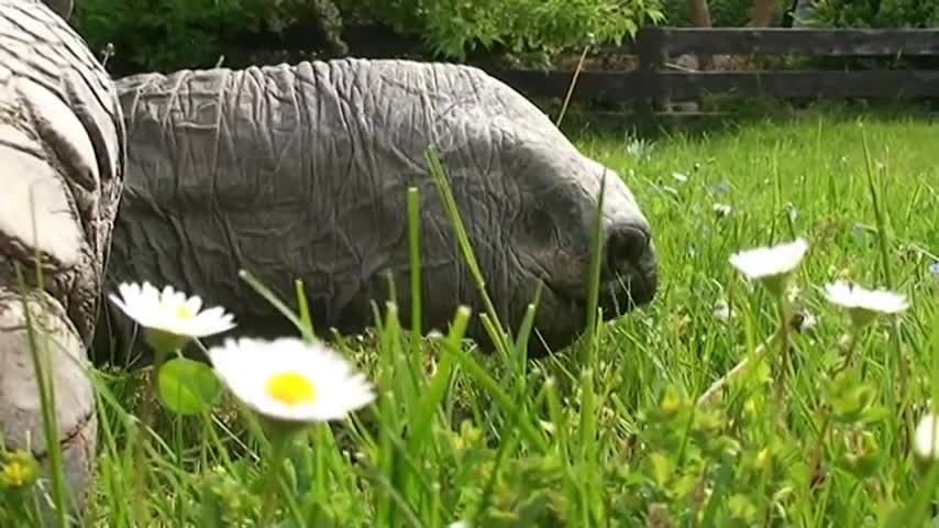 Tortoise Moaning Loud