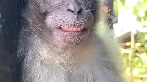 Funny 🤣 monkey