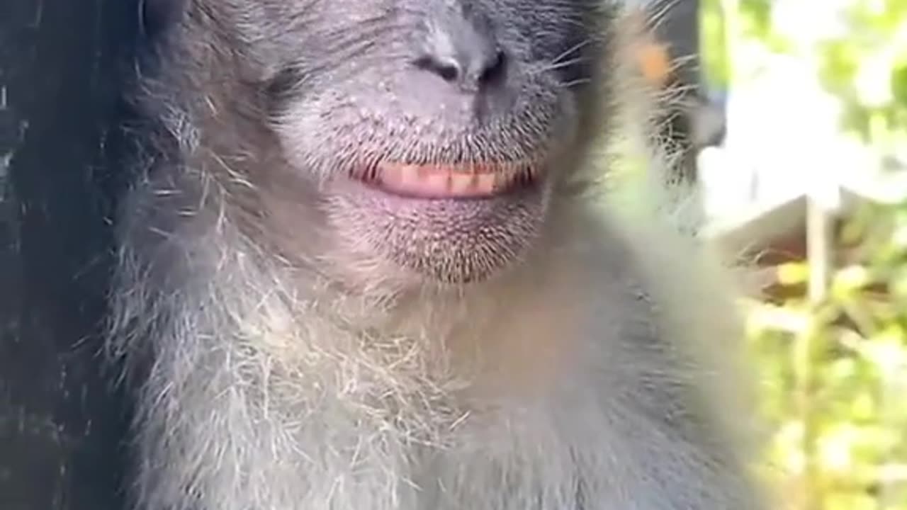 Funny 🤣 monkey