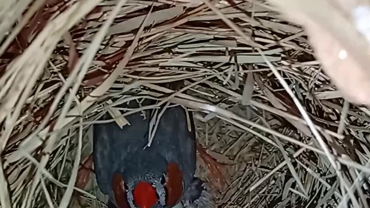 Finches are great parents and work together to take care of their little ones.
