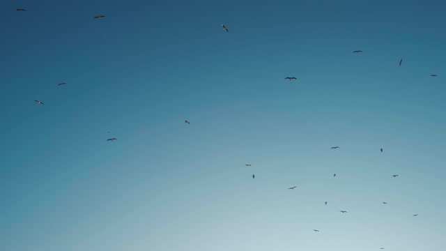 Flocks Of Birds Flying Above The Sky