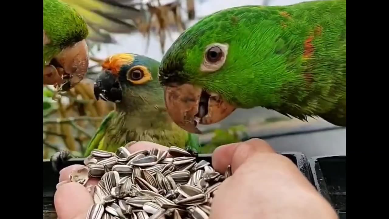 wild maritacas feeding 🤩😍🦜