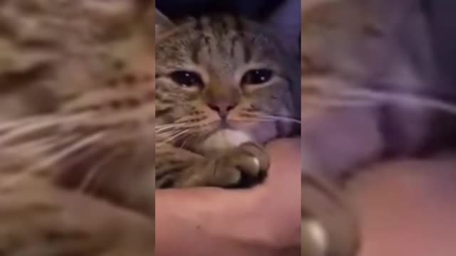 sad kitten