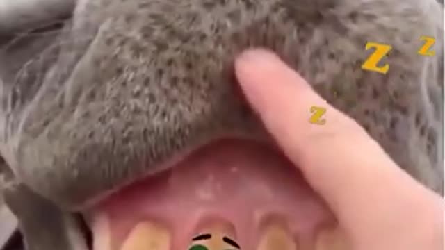 Funny Animal Video | Try Not To Laugh #shorts