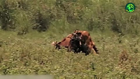 13 Deadliest Tiger Attacks Caught on Camera