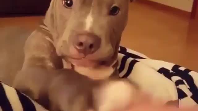 Funny dog video 😁