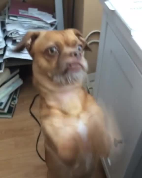 Ansioso perro suplica una deliciosa magdalena