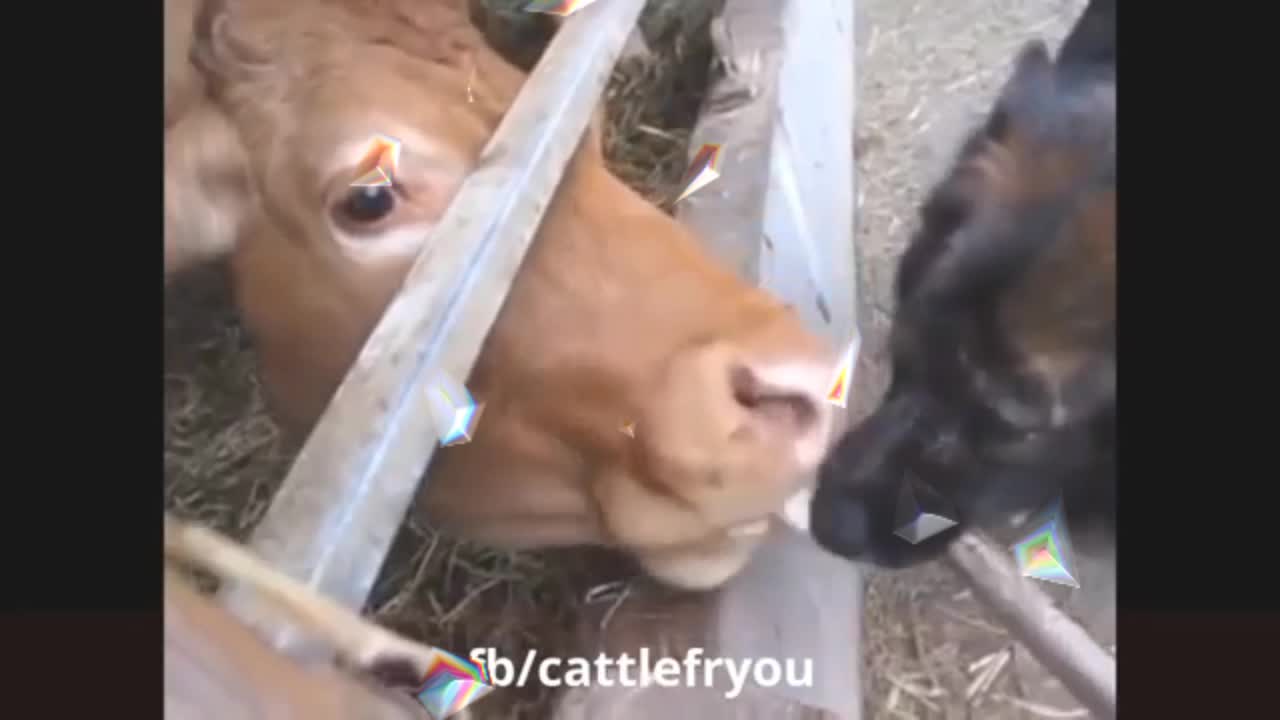 Animal fails funny complition haha 😆😆😆🤩🤩