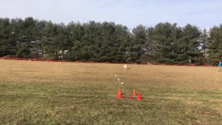 Natasha and Misha - PVSC Coursing Ability Test (CAT) 16 Jan 2021