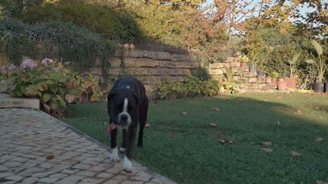 Black dog in the garden