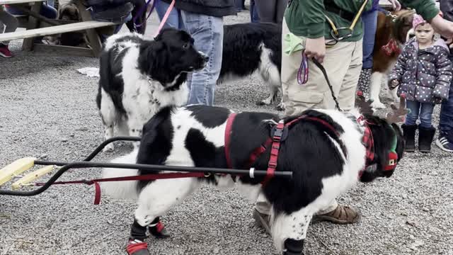 Newfoundland Happily Tows Wagon Along