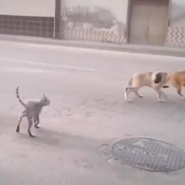 Wow two dog one cat 🐈 fight winner cat