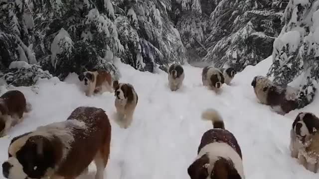 Dogs playing on snow