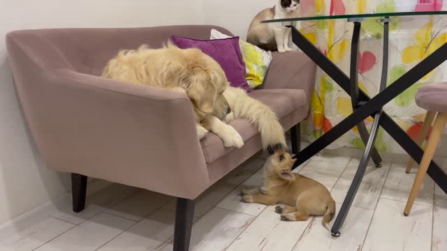 Cute Puppy tries to play with Golden Retriever who ignores him