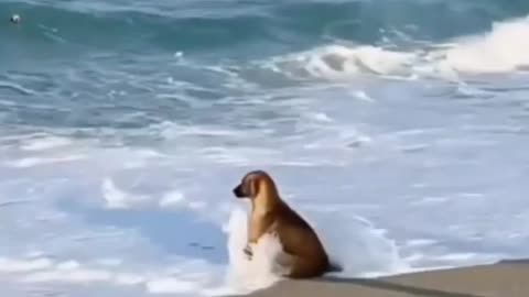 A Sad dog stay alone💔