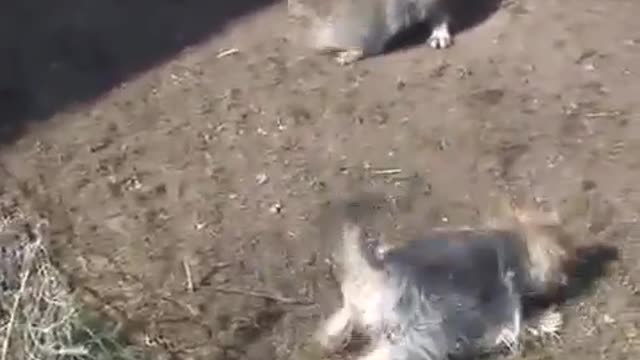 Comic cat and dog videos