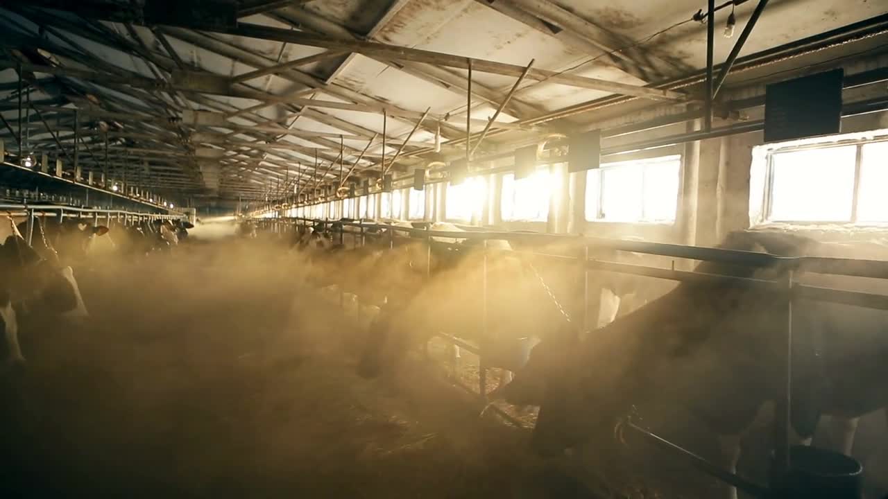 Russian cows at the farm