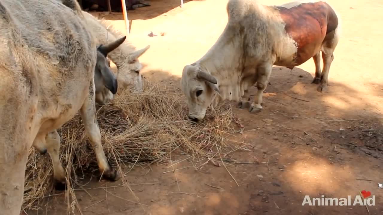 20 kgs (45 pounds) of plastic removed from bull's stomach in India.