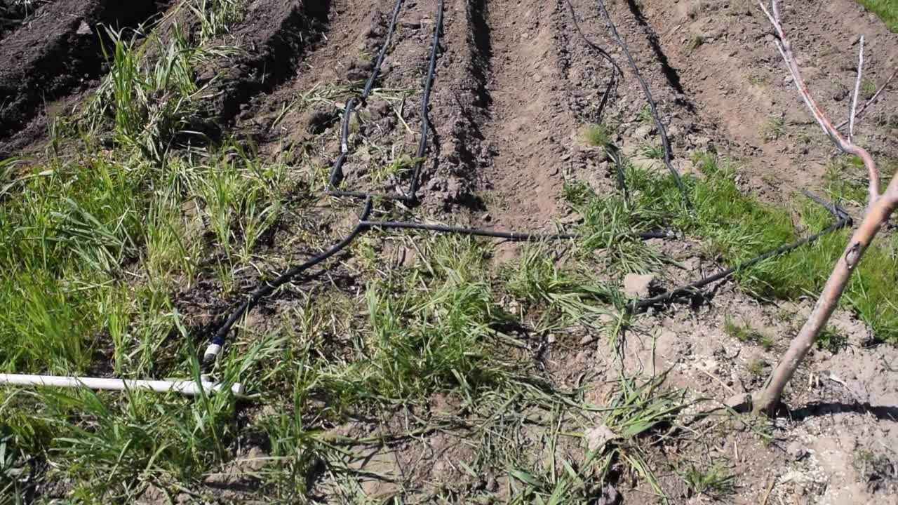 Planting Strawberries, tractor setup, and no weeds