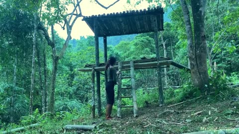 Build a bamboo house in the forest, hunter girl, make the complete trap - bushcraft survival